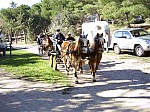 ATTELAGE.jpg